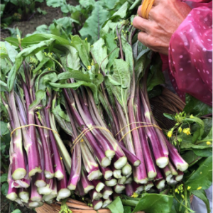 富硒蔬菜采购产地直接收购