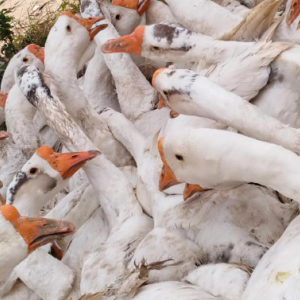 长年收购鸡,鸭,鹅,等个种家禽