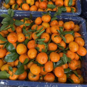 求购有货的果农 砂糖橘广西本地砂糖橘