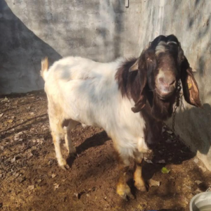 求购一只种公  麻羊