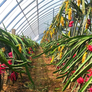 火龙果树苗基地大棚