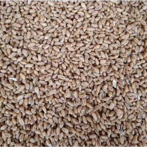 高产小麦优质种子