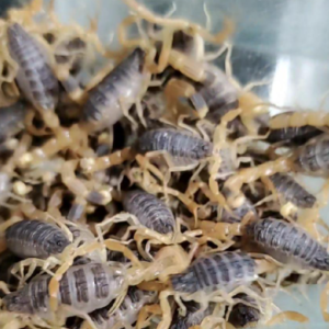 母蝎种蝎活体蝎子森腾农业基地提供技术指导服务