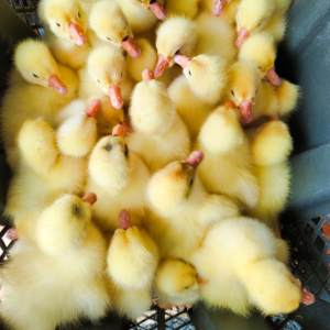 鸿源 耐寒耐旱不挑食 江苏大种鹅苗 提供技术指导 农业养殖