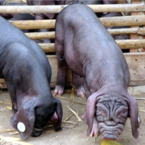 四川眉山太湖黑猪 体格匀称，提供技术指导 一站式无忧服务