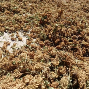 瑞泰丰农业 甘草种子 种籽药材种基地 甘草 药用价值 种植技术