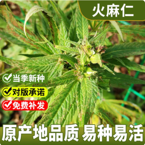 麻绳种子青麻茼麻黄麻火麻仁农业工业经济作物中药材苘麻线麻