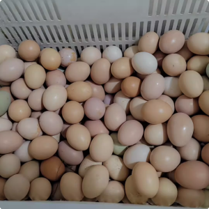 苏北正宗草鸡蛋，100枚，约9斤左右